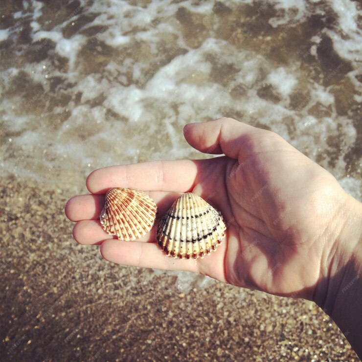 Scallop Hunting in Florida: Scallop Search with Hidden Gems